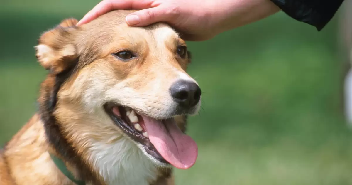Semaine du Chien : connaissez-vous la Carte urgence animal ? 
